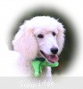 A photo of Sunridge Sweet Dreamz in the Moonlight, a white standard poodle