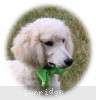 A photo of Sunridge Sweet Dreamz in the Moonlight, a white standard poodle