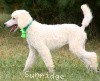 A photo of Sunridge Sweet Dreamz in the Moonlight, a white standard poodle