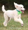 A photo of Sunridge Sweet Dreamz in the Moonlight, a white standard poodle