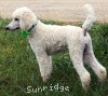 A photo of Sunridge Sweet Dreamz in the Moonlight, a white standard poodle