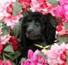 A photo of Sunridge Twilight Over Mount Bethel, a blue standard poodle