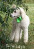 A photo of Sunridge Sweet Dreamz in the Moonlight, a white standard poodle