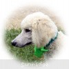 A photo of Sunridge Sweet Dreamz in the Moonlight, a white standard poodle