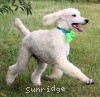 A photo of Sunridge Sweet Dreamz in the Moonlight, a white standard poodle