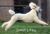 A photo of Sunridge Sweet Dreamz in the Moonlight, a white standard poodle