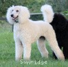 A photo of Sunridge Sweet Dreamz in the Moonlight, a white standard poodle