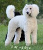 A photo of Sunridge Sweet Dreamz in the Moonlight, a white standard poodle