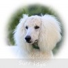 A photo of Sunridge Sweet Dreamz in the Moonlight, a white standard poodle