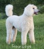 A photo of Sunridge Sweet Dreamz in the Moonlight, a white standard poodle