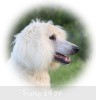 A photo of Sunridge Sweet Dreamz in the Moonlight, a white standard poodle