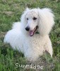 A photo of Sunridge Sweet Dreamz in the Moonlight, a white standard poodle