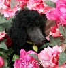 A photo of Sunridge Twilight Over Mount Bethel, a blue standard poodle