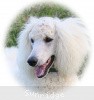 A photo of Sunridge Sweet Dreamz in the Moonlight, a white standard poodle