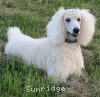 A photo of Sunridge Sweet Dreamz in the Moonlight, a white standard poodle