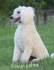 A photo of Sunridge Sweet Dreamz in the Moonlight, a white standard poodle