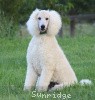 A photo of Sunridge Sweet Dreamz in the Moonlight, a white standard poodle