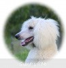 A photo of Sunridge Sweet Dreamz in the Moonlight, a white standard poodle