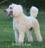 A photo of Sunridge Sweet Dreamz in the Moonlight, a white standard poodle