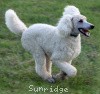 A photo of Sunridge Sweet Dreamz in the Moonlight, a white standard poodle