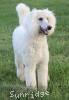 A photo of Sunridge Sweet Dreamz in the Moonlight, a white standard poodle