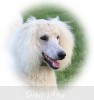 A photo of Sunridge Sweet Dreamz in the Moonlight, a white standard poodle