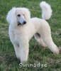 A photo of Sunridge Sweet Dreamz in the Moonlight, a white standard poodle