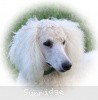 A photo of Sunridge Sweet Dreamz in the Moonlight, a white standard poodle