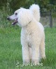 A photo of Sunridge Sweet Dreamz in the Moonlight, a white standard poodle