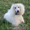 A photo of Sunridge Sweet Dreamz in the Moonlight, a white standard poodle