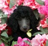 A photo of Sunridge Twilight Over Mount Bethel, a blue standard poodle