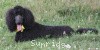 A photo of Sunridge Unforgettably Elegant Princess, a blue standard poodle