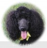 A photo of Sunridge Unforgettably Elegant Princess, a blue standard poodle