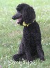 A photo of Sunridge Unforgettably Elegant Princess, a blue standard poodle