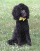 A photo of Sunridge Unforgettably Elegant Princess, a blue standard poodle