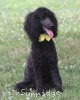 A photo of Sunridge Unforgettably Elegant Princess, a blue standard poodle