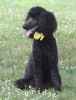 A photo of Sunridge Unforgettably Elegant Princess, a blue standard poodle