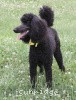 A photo of Sunridge Unforgettably Elegant Princess, a blue standard poodle