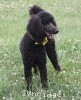 A photo of Sunridge Unforgettably Elegant Princess, a blue standard poodle