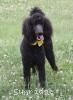 A photo of Sunridge Unforgettably Elegant Princess, a blue standard poodle