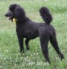 A photo of Sunridge Unforgettably Elegant Princess, a blue standard poodle