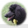 A photo of Sunridge Unforgettably Elegant Princess, a blue standard poodle