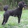 A photo of Sunridge Unforgettably Elegant Princess, a blue standard poodle