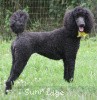 A photo of Sunridge Unforgettably Elegant Princess, a blue standard poodle