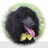 A photo of Sunridge Unforgettably Elegant Princess, a blue standard poodle