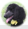 A photo of Sunridge Unforgettably Elegant Princess, a blue standard poodle