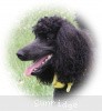 A photo of Sunridge Unforgettably Elegant Princess, a blue standard poodle