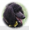 A photo of Sunridge Unforgettably Elegant Princess, a blue standard poodle