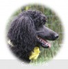 A photo of Sunridge Unforgettably Elegant Princess, a blue standard poodle