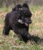 A photo of Brienwoods Goddess Of The Night, a black standard poodle